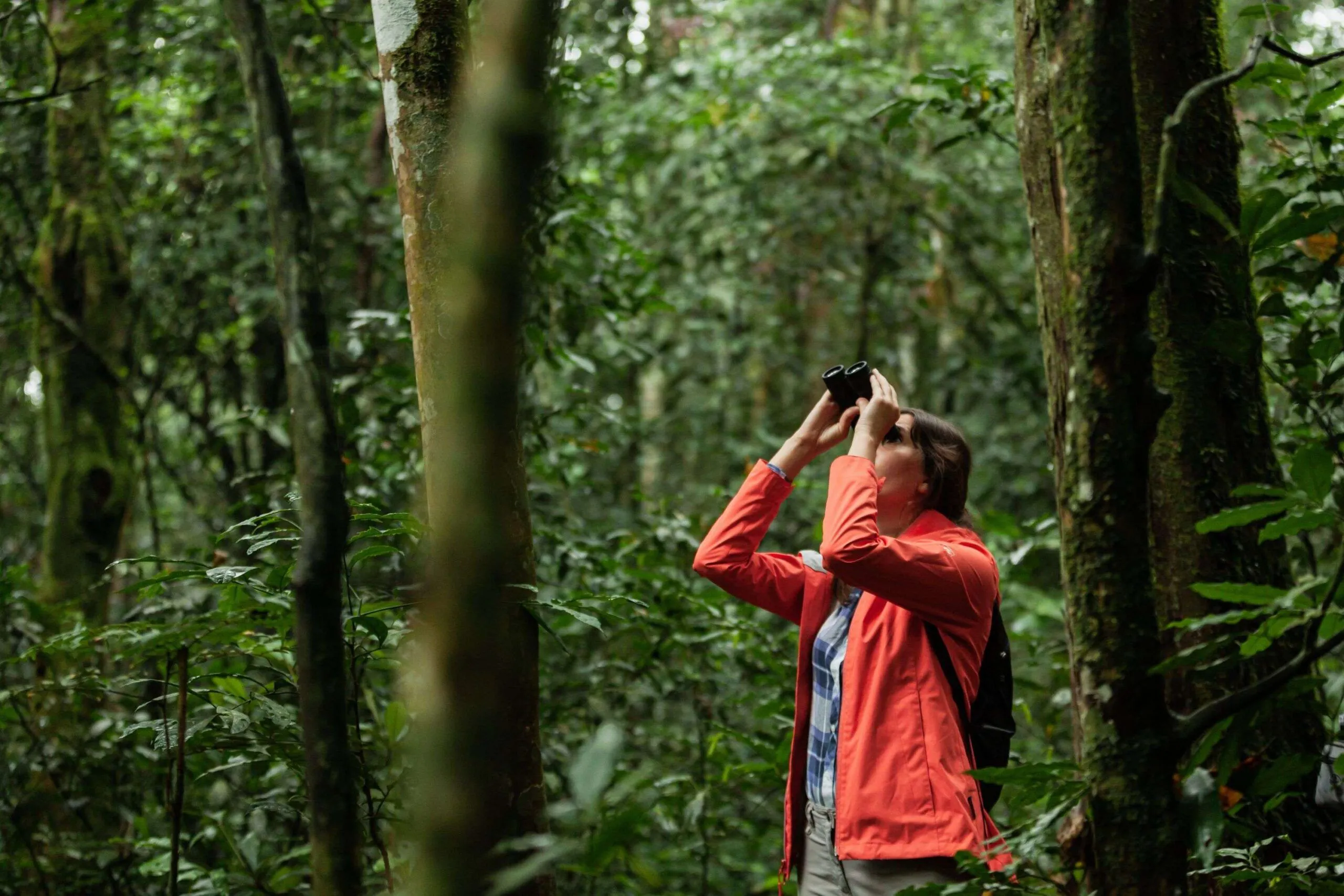 Chimpanzee Trekking