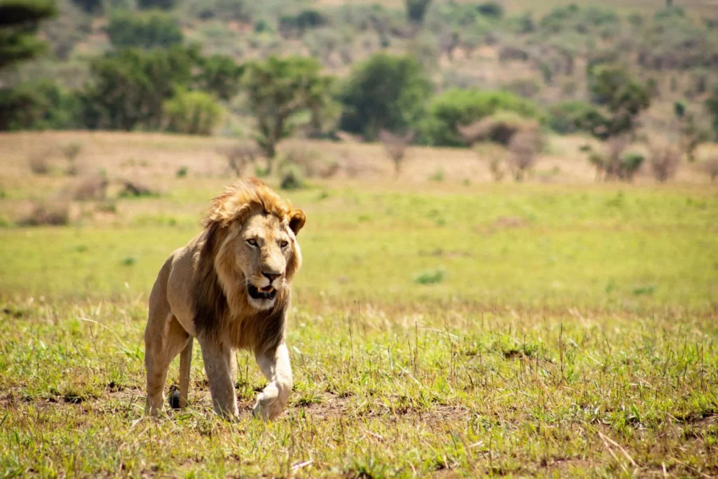 Maasai Mara National Reserve
