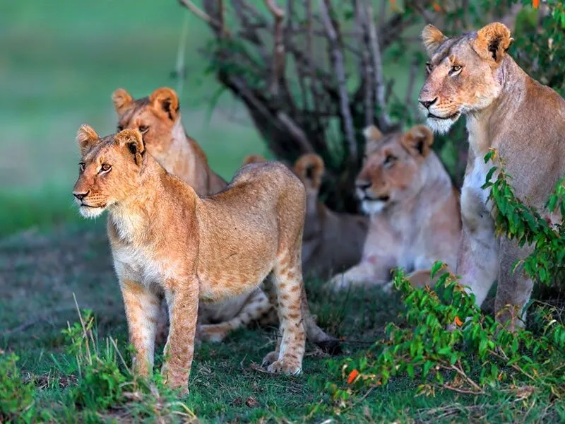Amboseli National Park