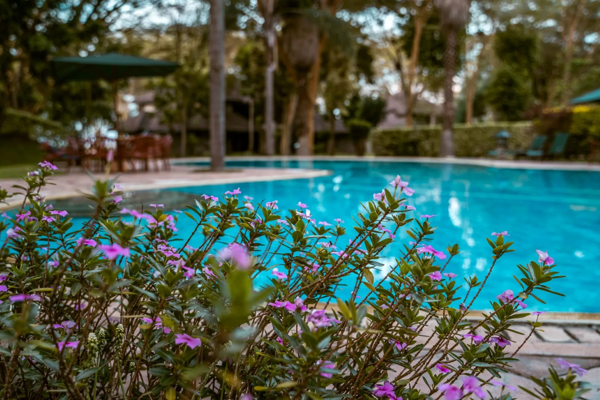 IM_KE_NVS_Lake-Naivasha-Simba-Lodge_pool.webp