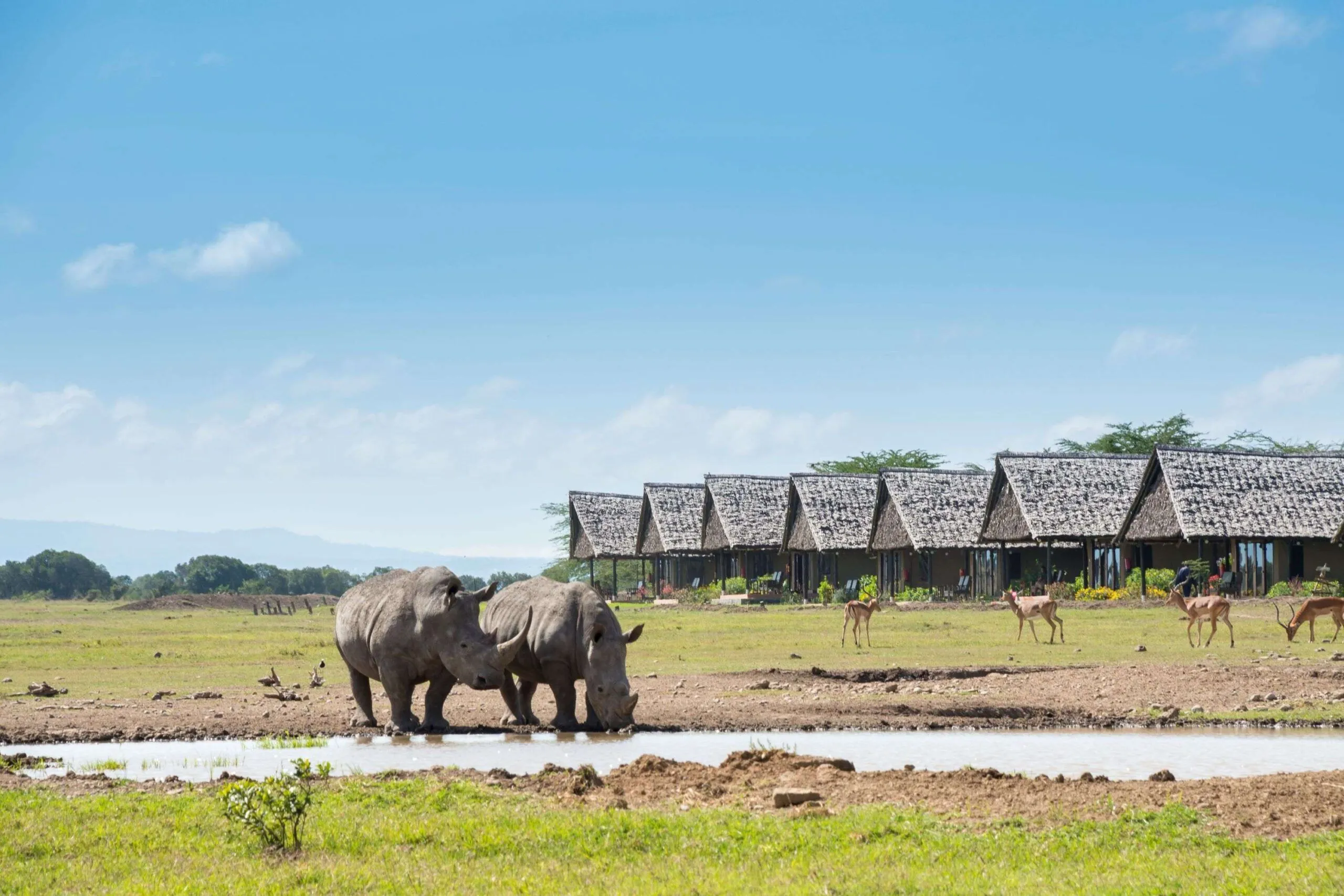 Waterhole-rhinos-compressed-scaled-1.webp