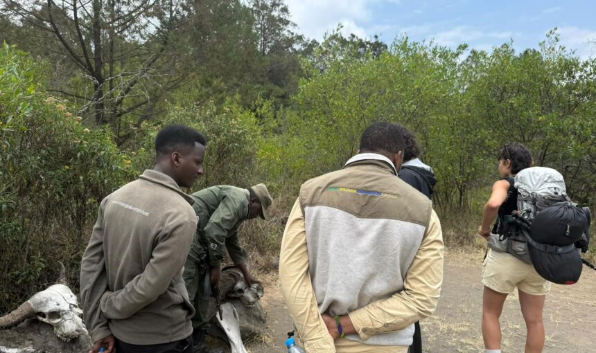 Tanzania Safari for First-Time Visitors: Complete Guide